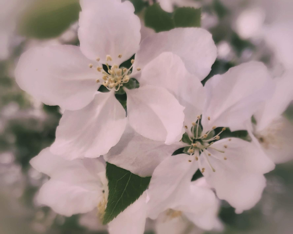 Spring Dew Art Print