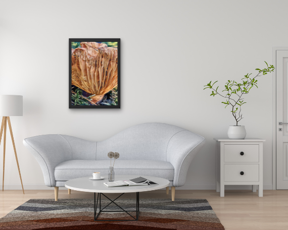 Accordian Art Print