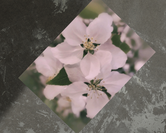 Spring Dew Art Print