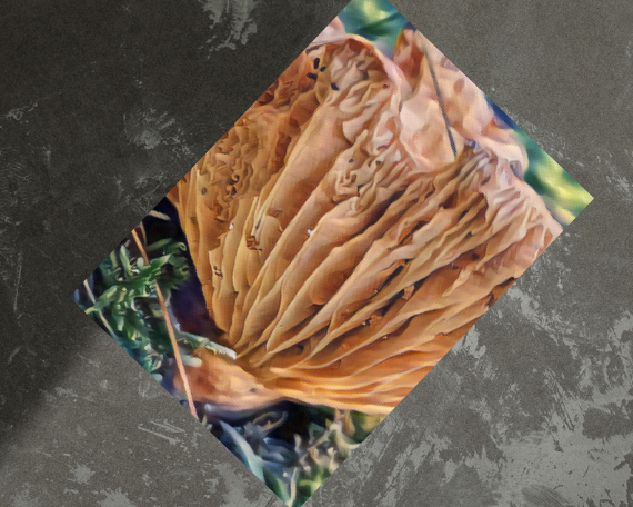 Accordian Art Print