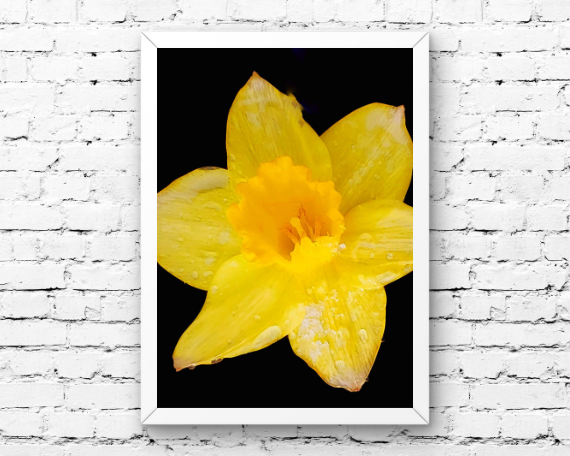 Sun Ray Art Print